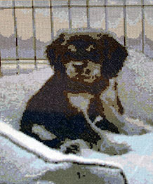 Crossstitch Cavalier King Charles Spaniel Puppy fine stitch