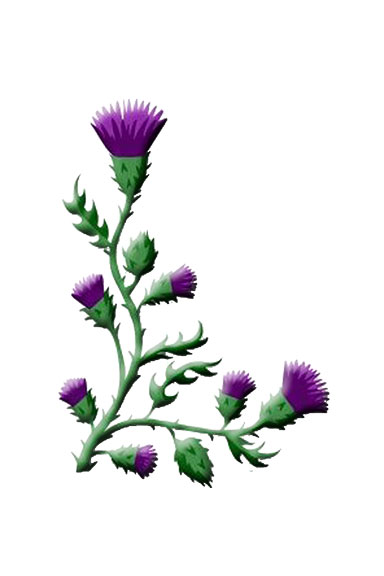 Pattern for Thistle image